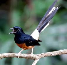 741 enggang sama enggang, pipit sama pipit, baru boleh terbang sama [hubungan, ikatan, atau jodoh yang sama. Penyebab Panjang Bulu Ekor Murai Batu Tidak Maksimal