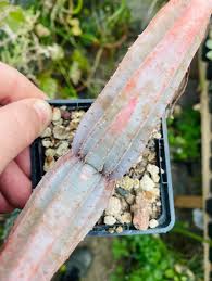 Image result for Aloe fimbrialis