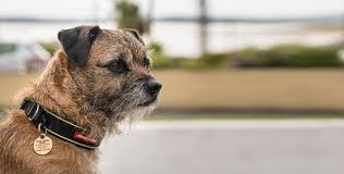 Der standard des norrbottenspitzes sieht eine größe von 45 cm für rüden und 42 cm für. Border Terrier Rassenportrait
