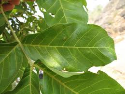 Image result for Xylia africana