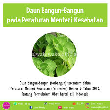 Manfaat daun bangun bangun mungkin tidak asing lagi bagi sebagian bunda, terutama yang berdomisili di sumatera utara. Mengenal Daun Bangun Bangun Yang Kaya Manfaat Wake Wake Official