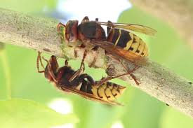Doch gibt es in solch einem fall absolut keinen grund zur panik. Wie Gross Werden Hornissen Infos Zur Grosse Gartenlexikon De