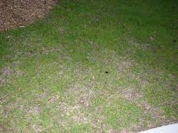 Thatching — centipede grass produces a lot of thatch, so that dethatching centipede grass can be vital. Centipedegrass Overwatered Walter Reeves The Georgia Gardener