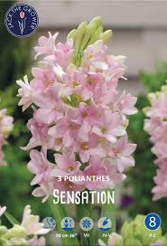 Image result for Polianthes tuberosa