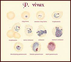 Falciparum infection status was evaluated as exploratory analysis by centre in. 30 Malaria Ideas Malaria Plasmodium Hematology