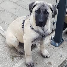 Pin Pa Kangal Toprak