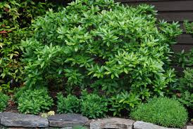 Image result for Synandrodaphne