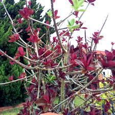 Image result for Euphorbia umbellata