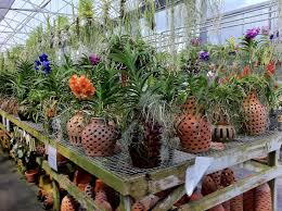 We did not find results for: Are You A Millionaire Orchid Pot Plants Orchids