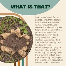 Image result for Scleroderma polyrhizon