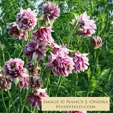 Image result for Aquilegia vulgaris Tower Mix