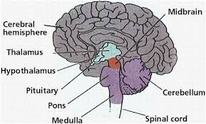 Maybe you would like to learn more about one of these? Nervous System Without Labels Shefalitayal