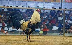 Maybe you would like to learn more about one of these? Sabung Ayam Pilipin Vs Peru Ayam Aduan Birma Super 2 058 Followers Local Business Radioindy2818