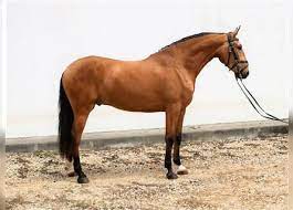 Buckskins, an outfit of buckskin leather. Buckskin Kaufen Und Verkaufen Ehorses De