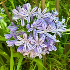 Image result for Agapanthus praecox