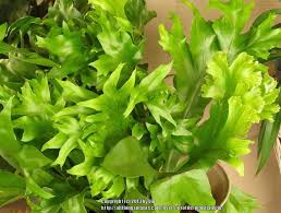 Image result for Microsorum punctatum