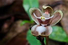 Image result for Didymoplexis