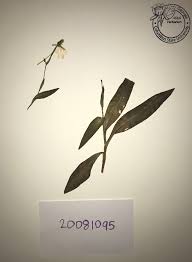 Image result for Habenaria clavata