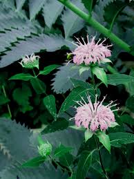 Image result for Acanthopale confertiflora