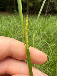 Image result for Coelorachis