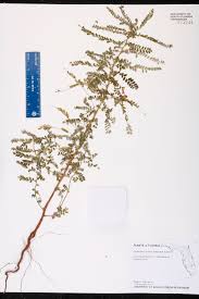 Image result for Phyllanthus amarus