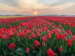 Una Granja De Flores En Los Paises Bajos Transmitio Un Mensaje De Esperanza Con Sus Tulipanes Intriper Encontre más imágenes de alta resolución en la colección de istock, que tiene un banco de fotos de. una granja de flores en los paises