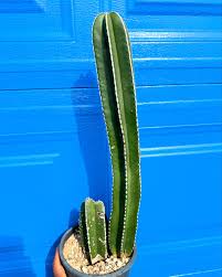 Image result for Lophocereus marginatus