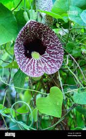 Image result for Aristolochia littoralis