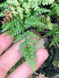 Image result for Asplenium adiantum-nigrum