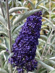 Image result for Buddleja pulchella