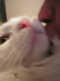 Cat Kissing With George He Likes It Really He Does Rebekah Johnson Flickr