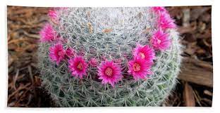 Alibaba.com offers 964 cactus blooming products. Cactus Ball With Pink Flowers Beach Towel For Sale By Sofia Metal Queen