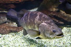 Image result for Chionanthus niloticus