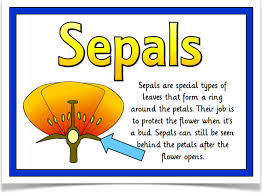 Plant Science Parts Of A Flower Ks1