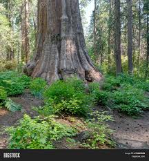 These trees are the ideal choice for a smaller shade tree and all have spectacular fall coloring. Base Trunk Giant Tree Image Photo Free Trial Bigstock