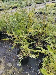 Image result for Vitex ferruginea