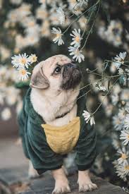 Black And Tan Pug Puppies Pin By Weijia Tan On Animals Cute Pug Puppies Baby Pugs Cute Pugs