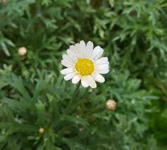 Dilek Cetintas Yigitalp Adli Kullanicinin Cicek Panosundaki Pin Pinterest