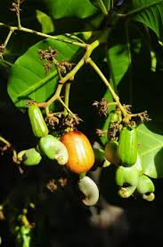 Image result for Anacardium