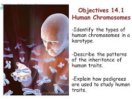 He just has them packaged a bit differently. Lesson Overview Lesson Overview Human Chromosomes Objectives 14 1 Human Chromosomes Identify The Types Of Human Chromosomes In A Karotype Describe Ppt Download