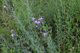 Image result for Stoebe