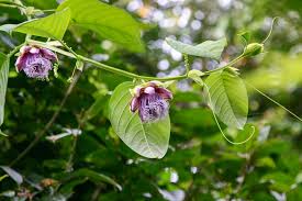 Image result for Passiflora quadrangularis