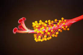 Male and female parts of hibiscus flower. 142 Stamen Pistils Hibiscus Flower Photos Free Royalty Free Stock Photos From Dreamstime