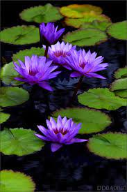 Pin On Flowers Breathtaking