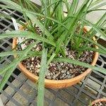 Image result for Dipcadi viride