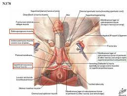 Groin muscles diagram anatomy of groin area photos muscles of the groin diagram human. Groin Diagram Female