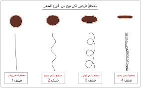 أنواع شعر الإنسان تعرفي على نوع شعرك فائدة لي