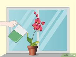Maybe you would like to learn more about one of these? How To Care For Orchids 14 Steps With Pictures Wikihow