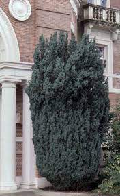 Dark glossy green leaves clothe the branches that soon after leaving the trunk turn upwards to produce a upright growth habit for these plants. Taxus Baccata Fastigiata Landscape Plants Oregon State University