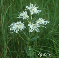 Image result for Euphorbia